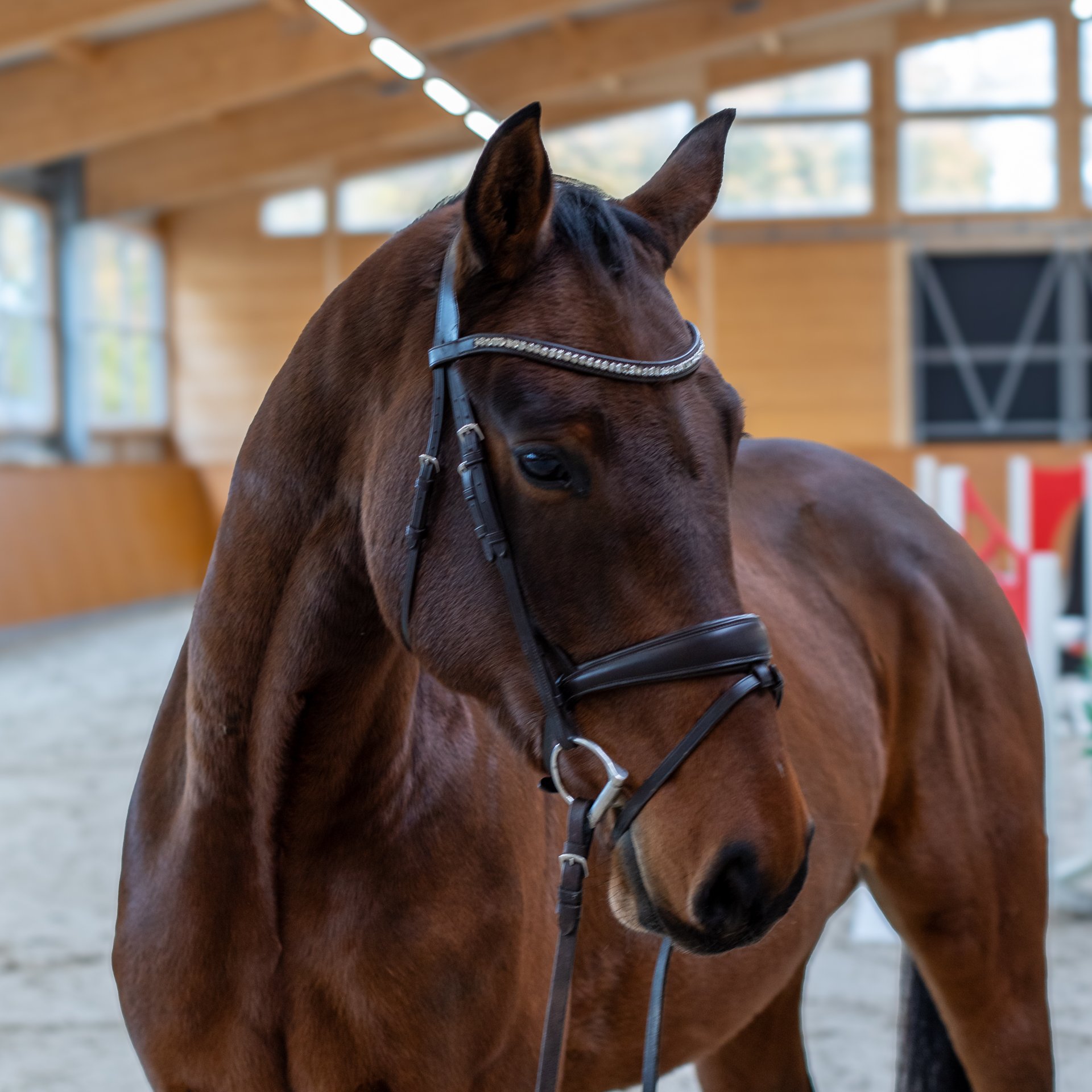 I_und_M_Sportpferde_Balou_HS_202511-2Y2A3784