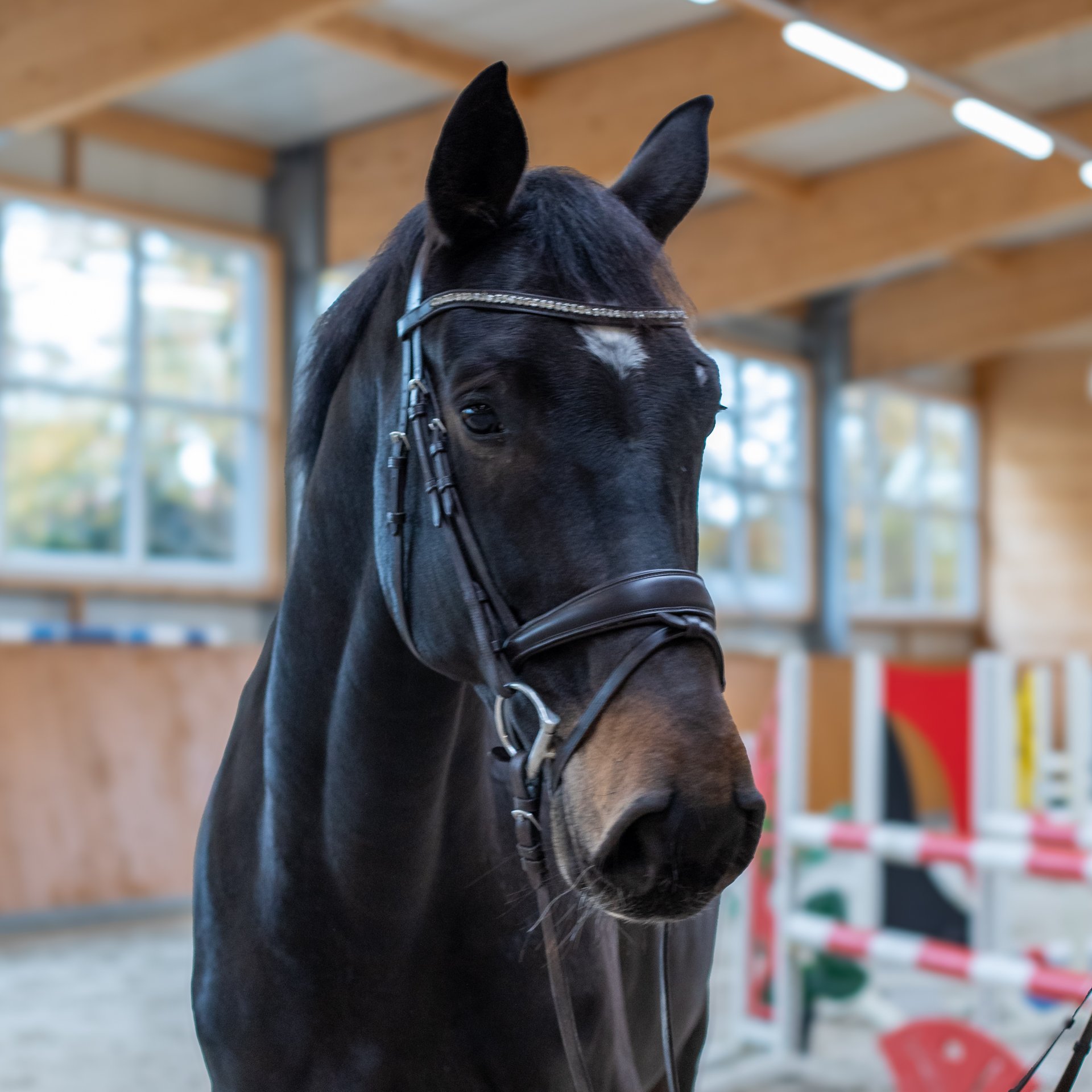 I_und_M_Sportpferde_Conrouet_HS_202511-2Y2A3970